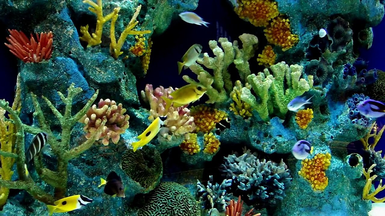 The Aquarium Connection - Beautiful Bar Aquarium