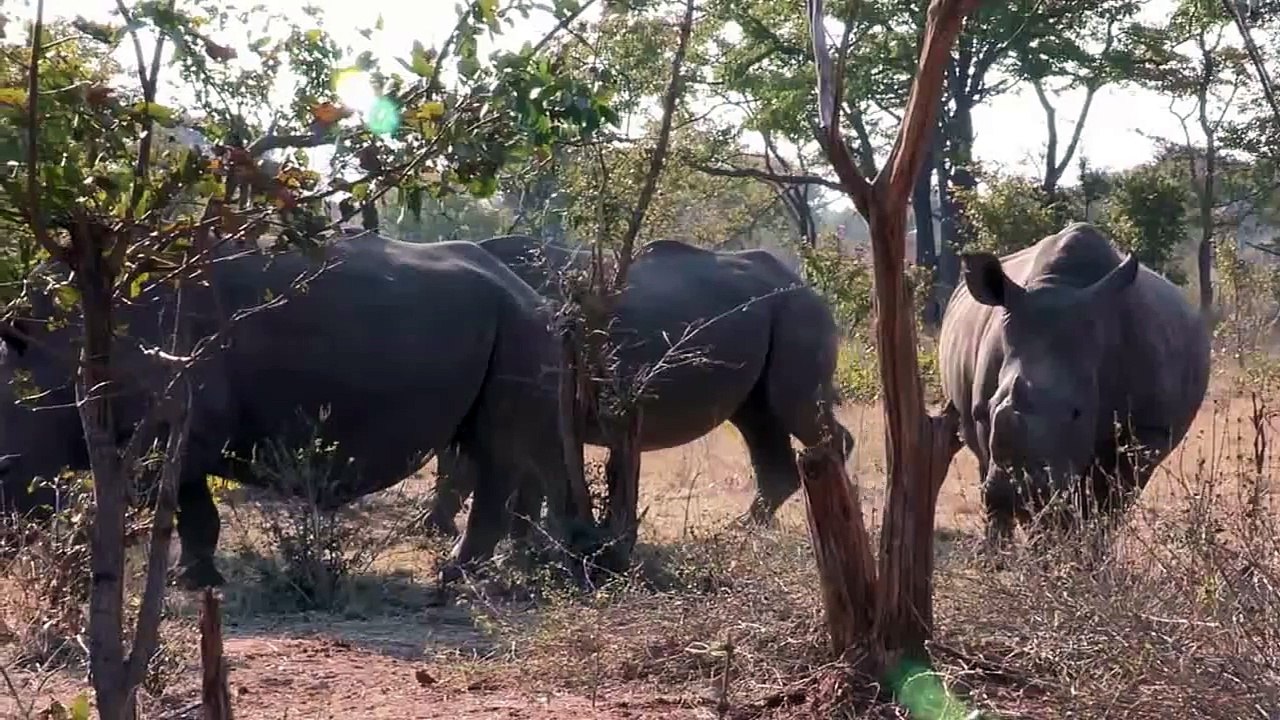 Rhinoceros