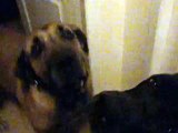 Mastiff wake up call and thanks for 1,000,000