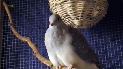 Diamanttaube Gurrt / diamond dove cooing