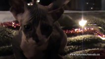 Chatons de Noel / Christmas Kittens