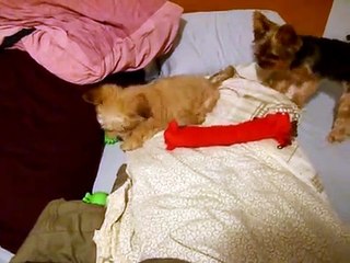 My new Pup Daisy playing with her Toy