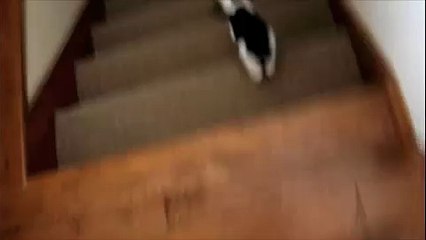 My Cat Flips Out