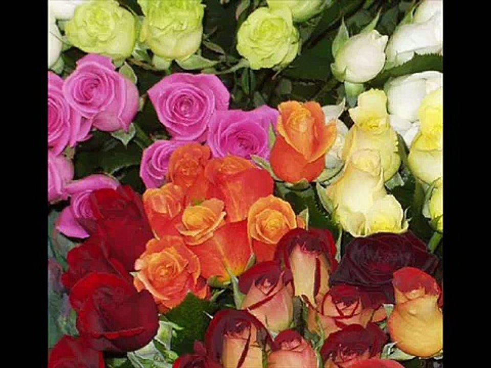 Mon amie la rose....