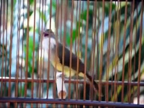 Kicau Burung Master Cucak Jenggot Istimewa
