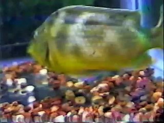 Venustus cichlid mother protecting her babies