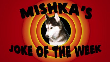 Mishka the Talking Husky's Joke of the Week II