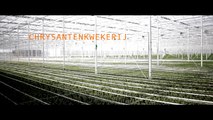 Chrysanten kwekerij - Chrysanthemum - Canon 550D / T2i