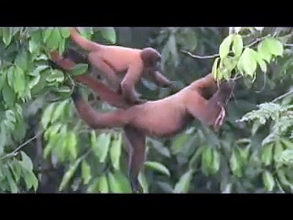 Rainforest Concern: Silent Night