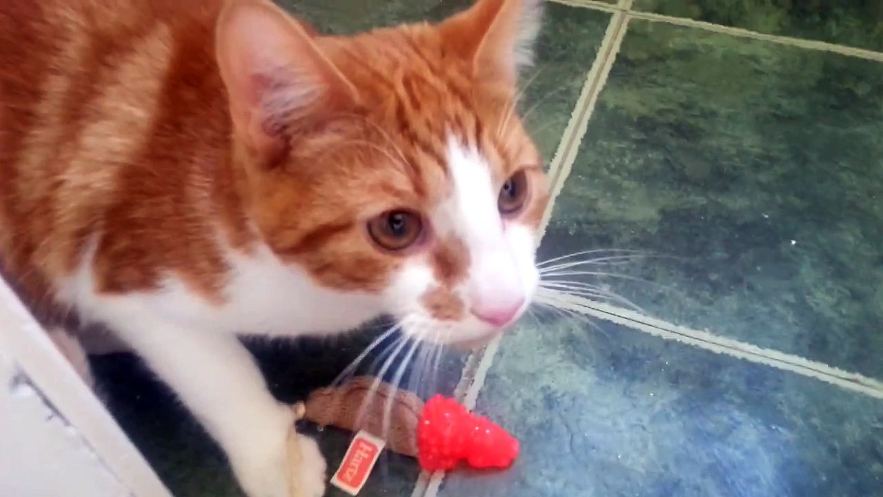 Funny cat fail - funny cat video - growling cat