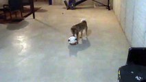 Yoshi - a Shiba Inu Dog - Playing Soccer