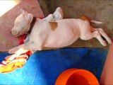 Cachorro Pitbull de 2 a 5 meses