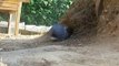 E.T. Caverne-Chercheur - d'étranges Créatures dans le Terrier du Lapin