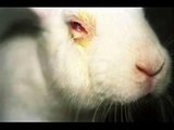 About PETA against animal testing, please watch