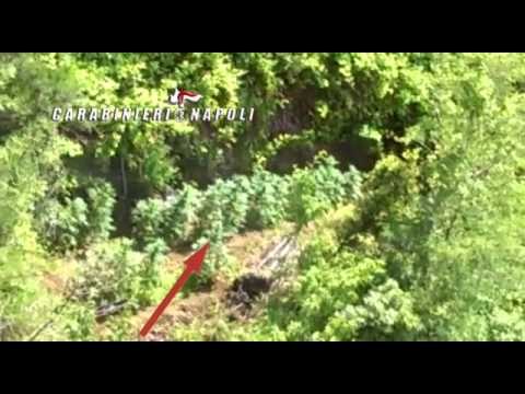 Napoli - Scoperta piantagione canapa indiana da elicottero (13.06.15)