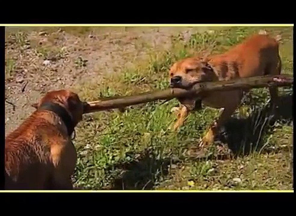 AMERICAN PIT BULL TERRIER documentário