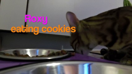 Roxy - eating cookies