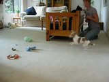 Amazing chihuahua tricks agility freestyle...