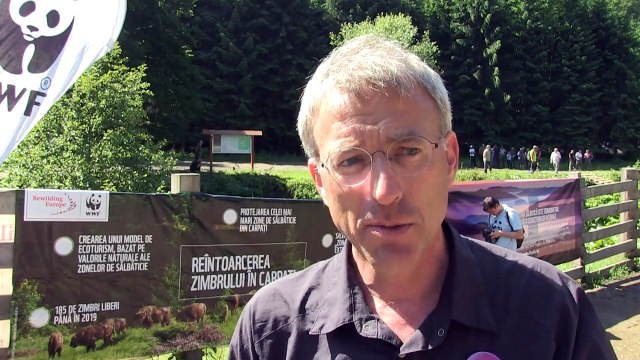 Quatorze bisons d'Europe réintroduits en Roumanie