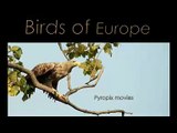 Birds of Europe - White-tailed Eagle