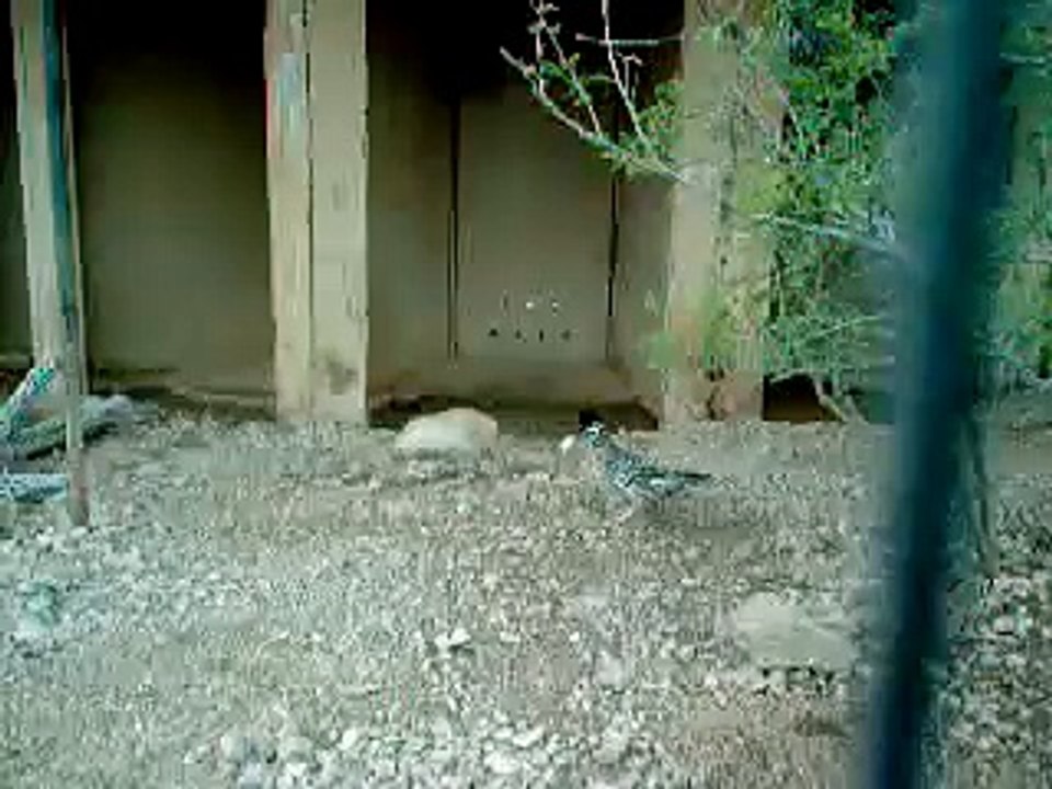 Road Runner Eats a Mouse