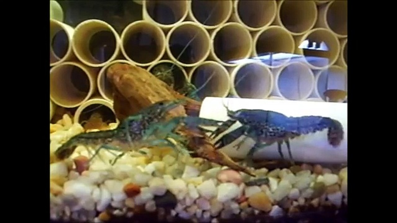 Marbled Crayfish (Marmorkrebs)