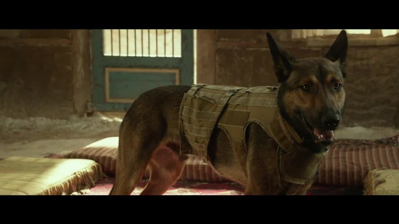 Dogs Are Heroes In 'Max'