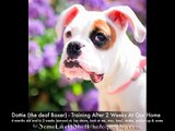 Dottie (deaf Boxer puppy) - week 2 training in ASL