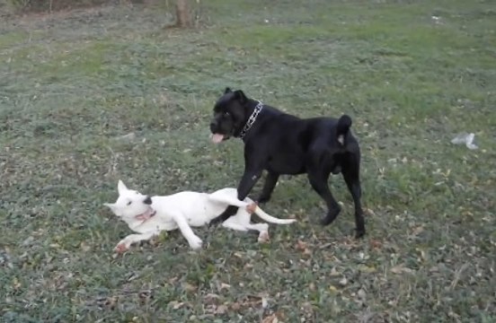 Dogo argentino vs puma real fight video - versatilemotorworx.net