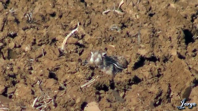 04.- Galgos vs Liebres IV - Greyhounds vs Hares IV (Aquí queda!!!)