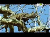 Depredadores Letales- Fossa vs Sifaka Lemur (Animal Planet)