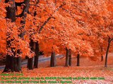PREGADOR LUO - Árvore de Bons Frutos | APOCALIPSE 16