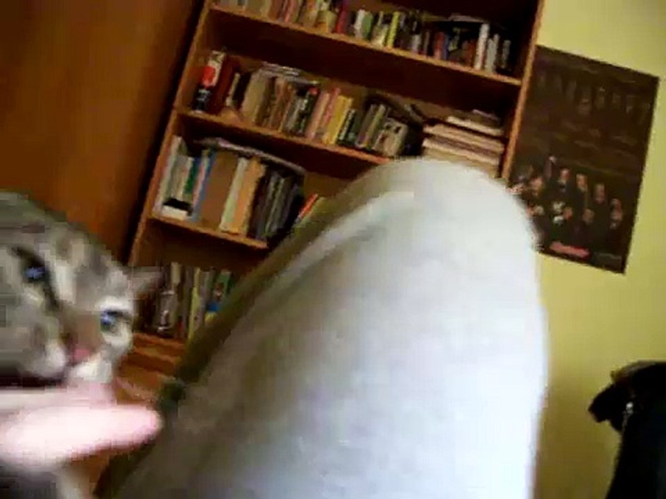 Playing with my cat
