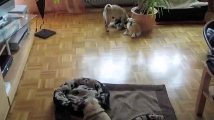 Hunde Training für Mops