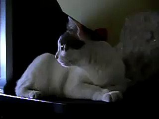 Cat Biting "Nails"