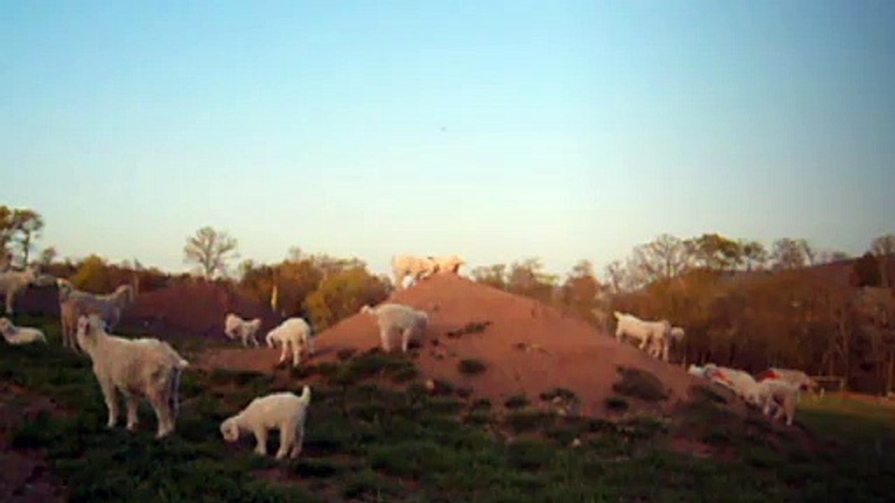 Dancing  Goats