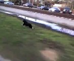 This little Border Collie, Girlfriend, can really RUN!