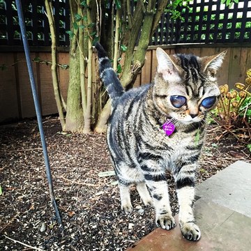 Alien Cat, le chat aux gros yeux