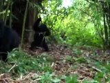 Mountain Gorillas in the Kabirizi Family in Congo Playing in the Forest