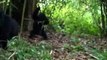 Mountain Gorillas in the Kabirizi Family in Congo Playing in the Forest