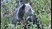 Grizzly Bear in the Greater Yellowstone system