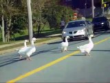 Snow Geese crossing the street to get to the other side