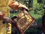 MANEJO TECNIFICADO DE LAS ABEJAS: REVISION DE LA COLMENA