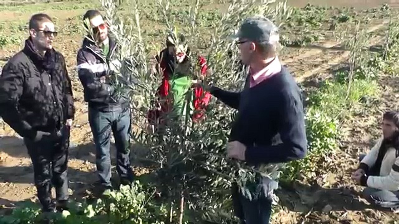 Potatura Ulivo Vaso Policonico Soat Lercara Friddi