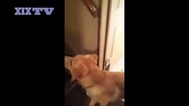 Il cane che insegna al cucciolo come scendere le scale