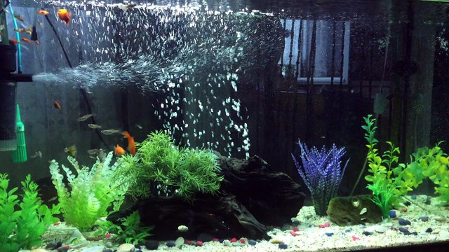 200 Lt Lepistes Akvaryumu