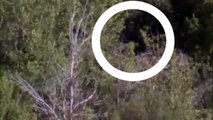 HUGE BIGFOOT/SASQUATCH CAUGHT ON CAMERA 2015?! (REAL SASQUATCH PROOF AND EVIDENCE)