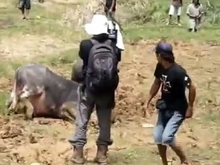 Adu Kerbau Toraja : Ritual Adat Mappasilaga Tedong