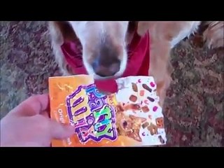 Guilty dog with added Guile Theme