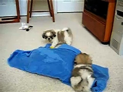Pekingese puppies having treats